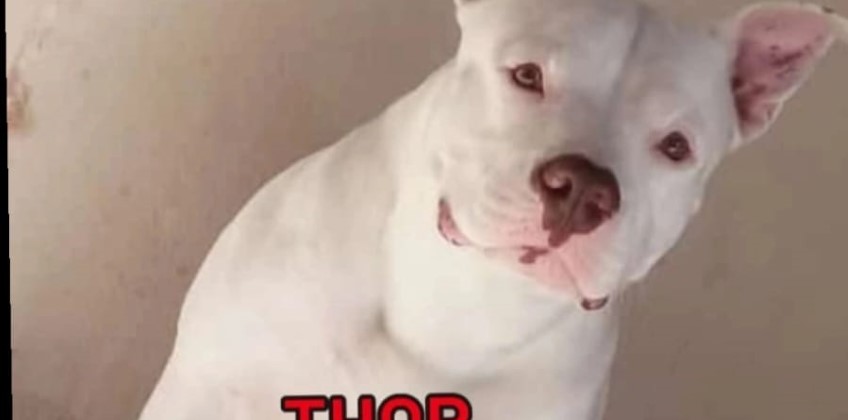 Família procura por Thor, cão desaparecido na região do Acesso Oeste, em Resende
